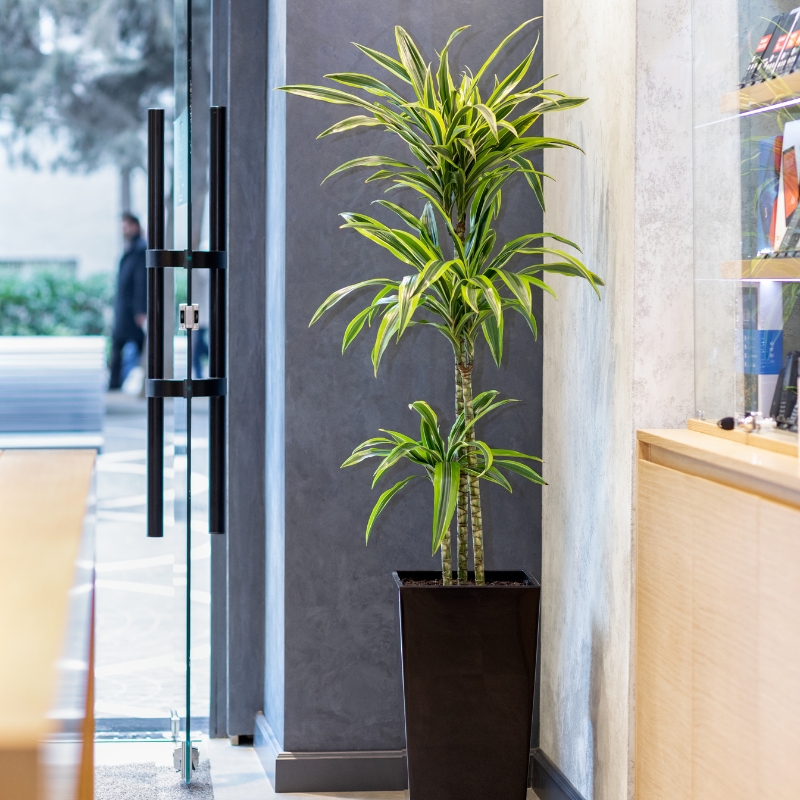 Cây thiết mộc lan thân cao