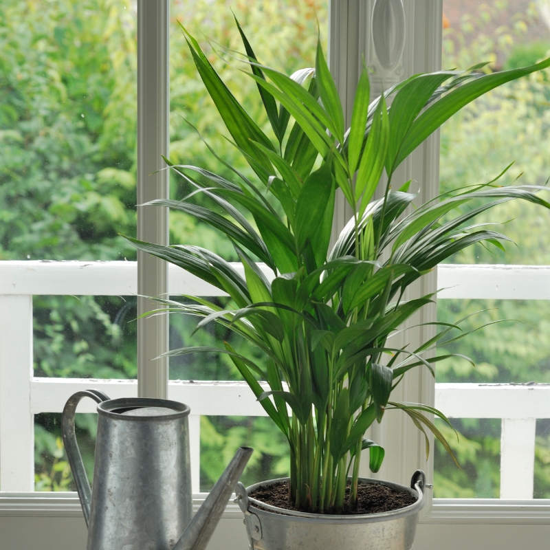 Cây tre dáng xinh phù hợp cho không gian sống