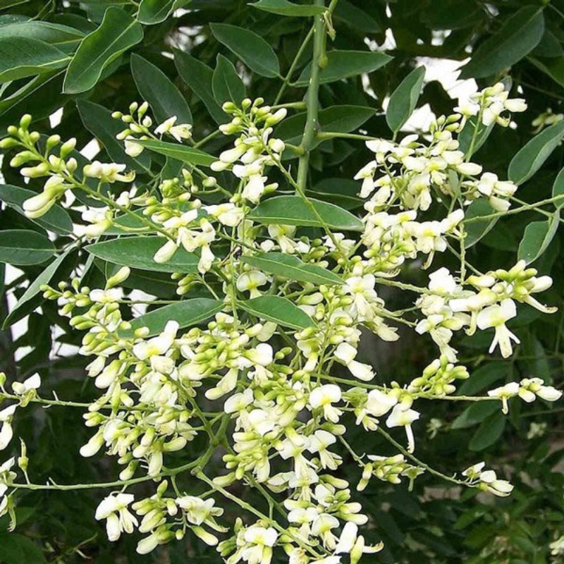 Cây hoa hòe điểm tô cho không gian sống