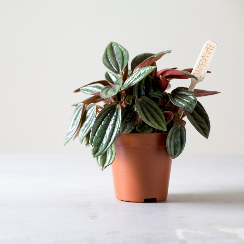 Cây bình an tượng trưng cho sự yên bình