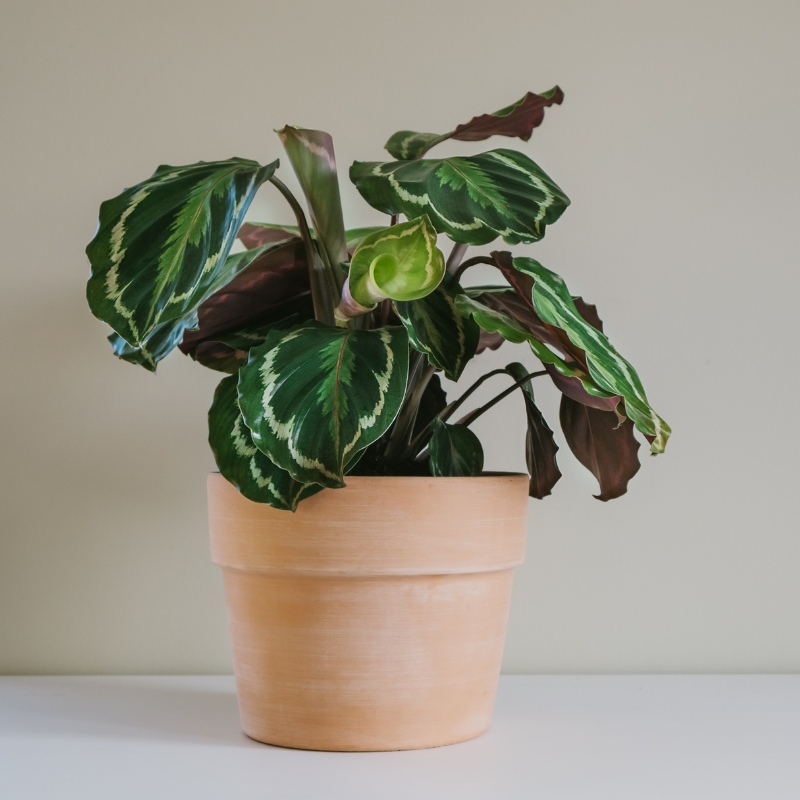 Cây đuôi công mang sắc xanh tươi mát và mang lại vẻ đẹp hoang dã