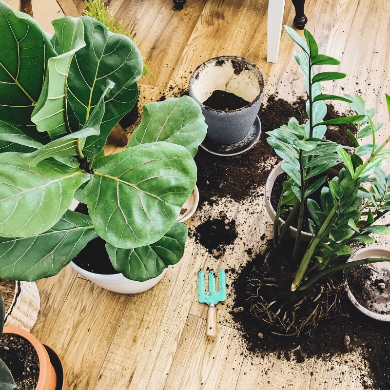 Cây kim tiền là biểu tượng của may mắn và tài lộc trong phong thủy