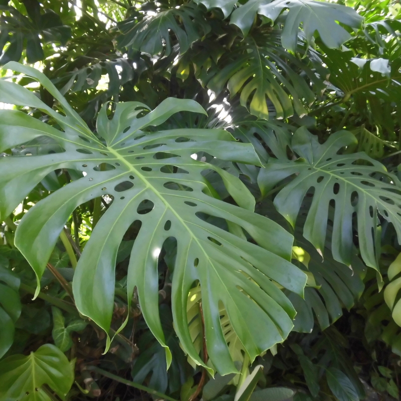 Cây lưng rùa mang vẻ đẹp độc đáo và bền vững