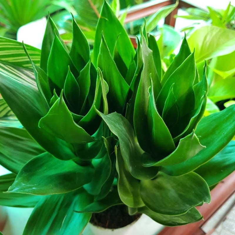 Cây phát tài búp sen mang vẻ đẹp kết hợp may mắn và sự sung túc