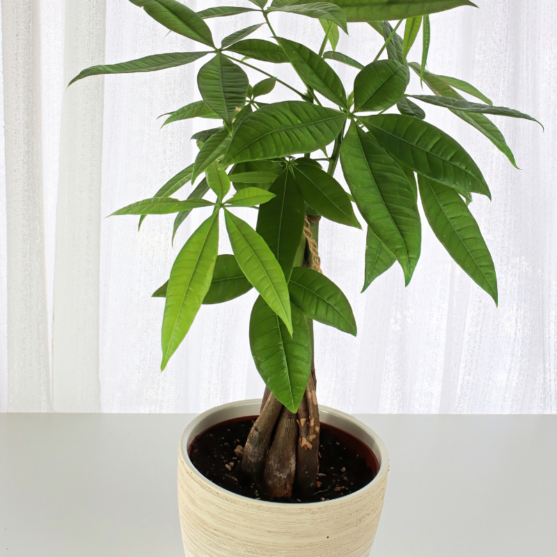 Cây kim ngân - nhỏ xinh