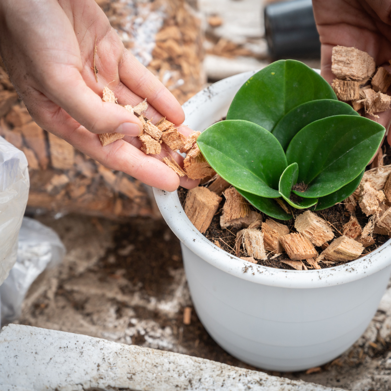 Cây trường sinh - may mắn, thịnh vượng và lộc khí.