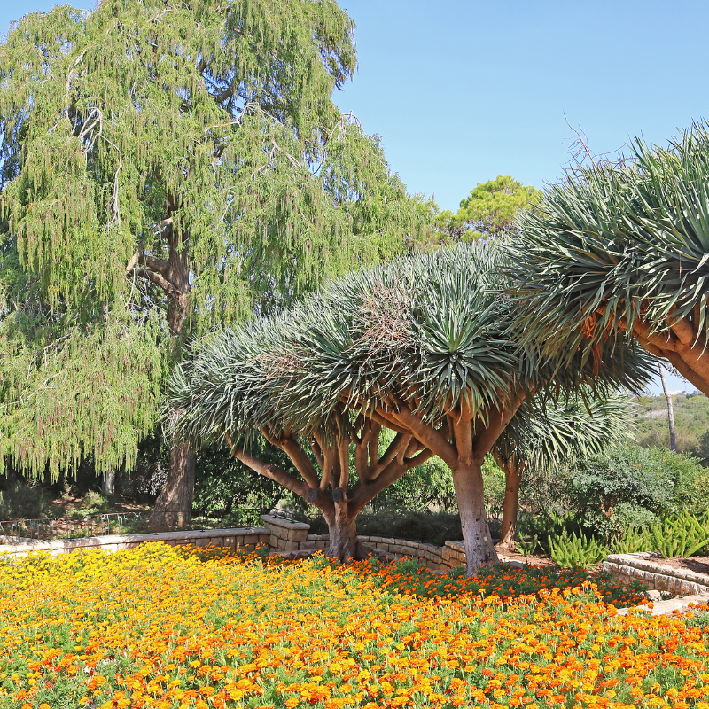 Cây phát tài - mang lại may mắn