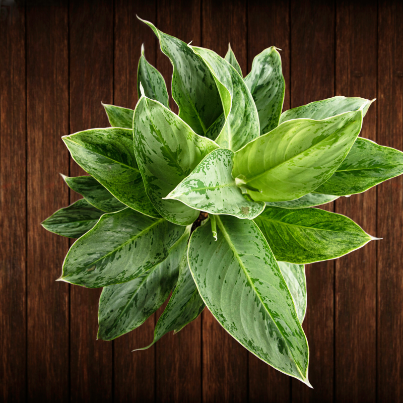 Cây ngân hậu - tài lộc