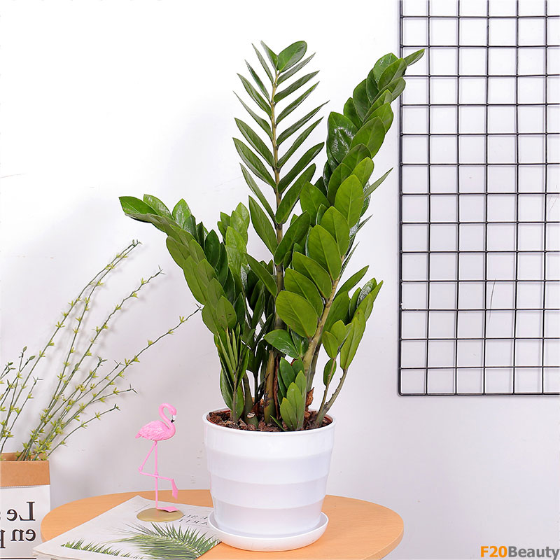 Cây kim tiền - Cây phát tài