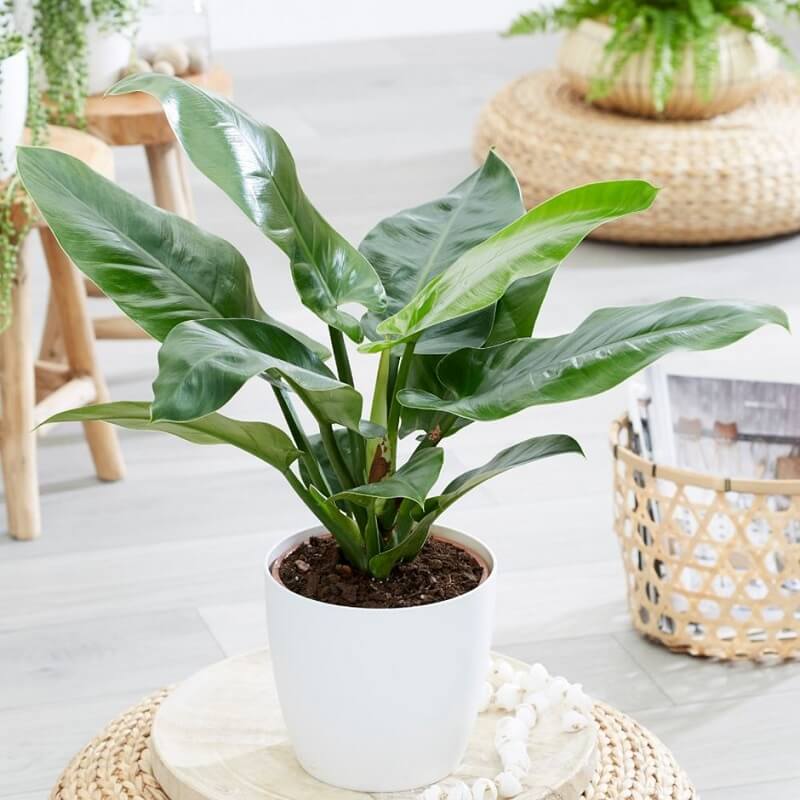 Cây trầu bà đế vương xanh - sự quyền lực