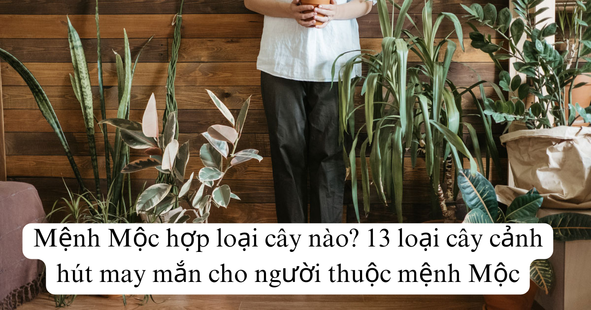 Mệnh Mộc hợp loại cây nào? 13 loại cây cảnh hút may mắn cho người thuộc mệnh Mộc