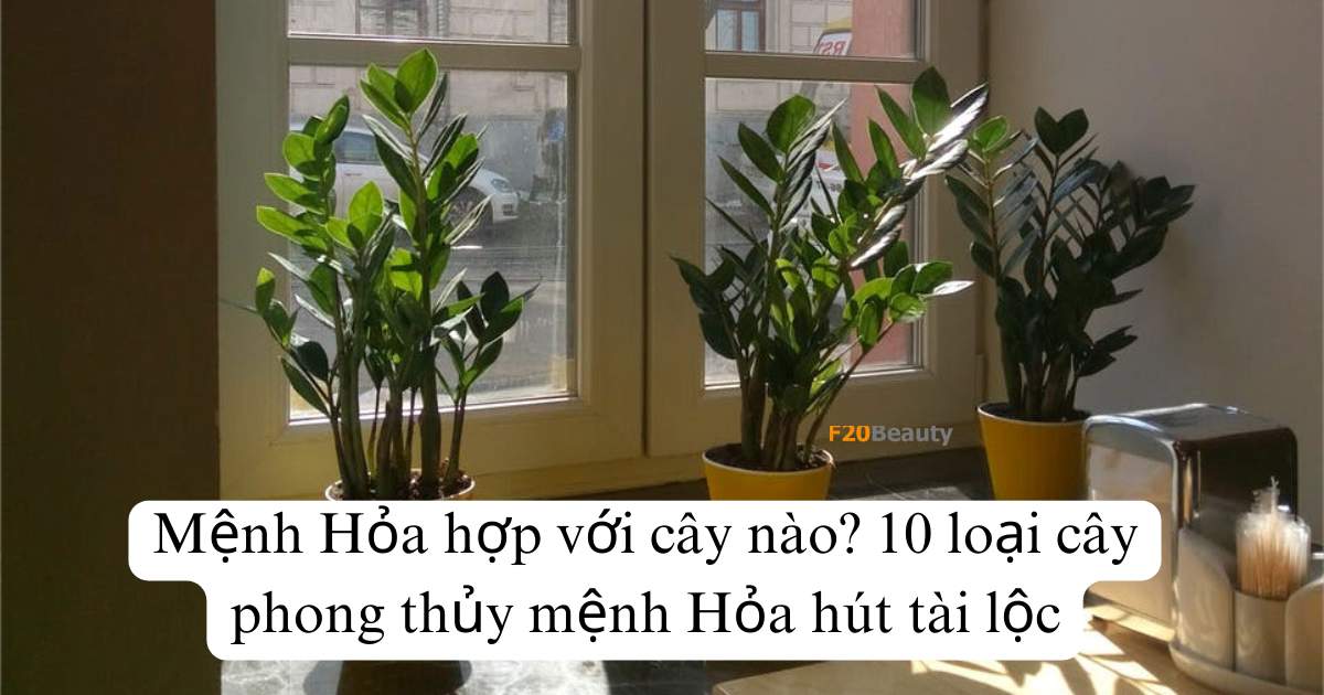 Mệnh Hỏa hợp với cây nào? 10 loại cây phong thủy mệnh Hỏa hút tài lộc