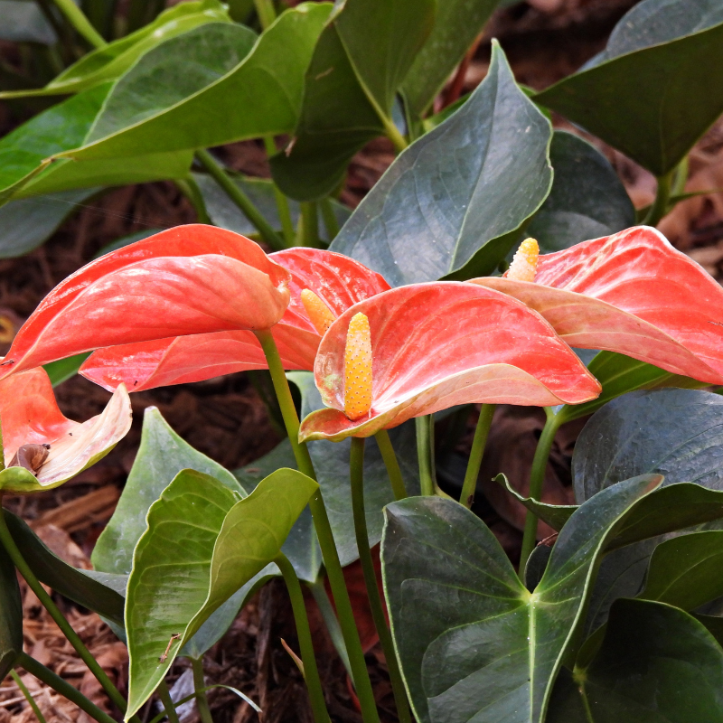 Cây Hồng Môn - tình yêu mãnh liệt