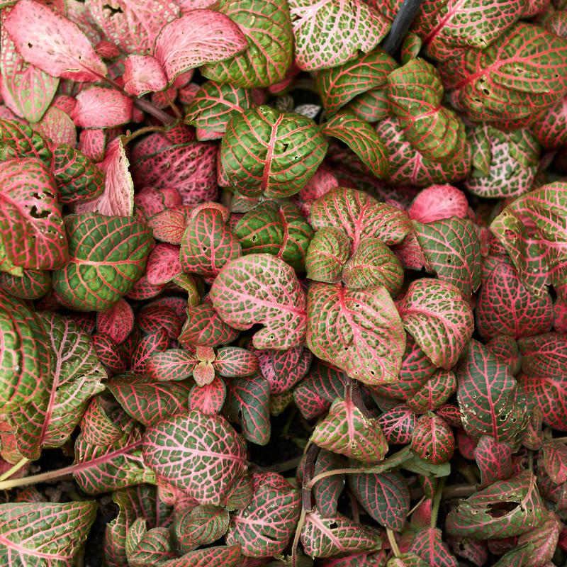 Cây Cẩm Nhung Đỏ - tình bạn