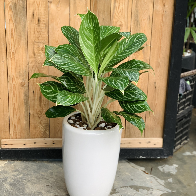 Cây Bạch Mã Hoàng Tử - Thăng tiến công việc