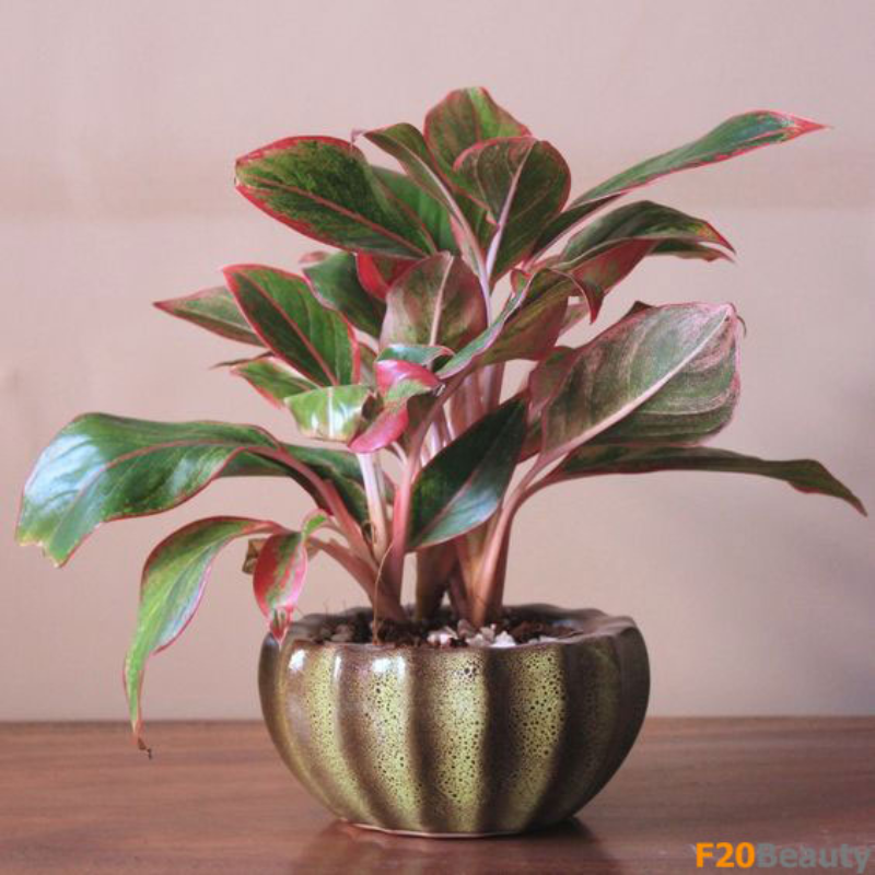 Cây Phú Quý -  dễ sinh trưởng