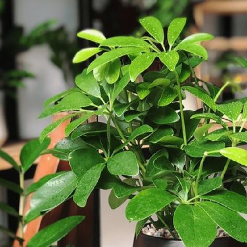 Cây Ngũ Gia Bì Xanh - Sang trọng