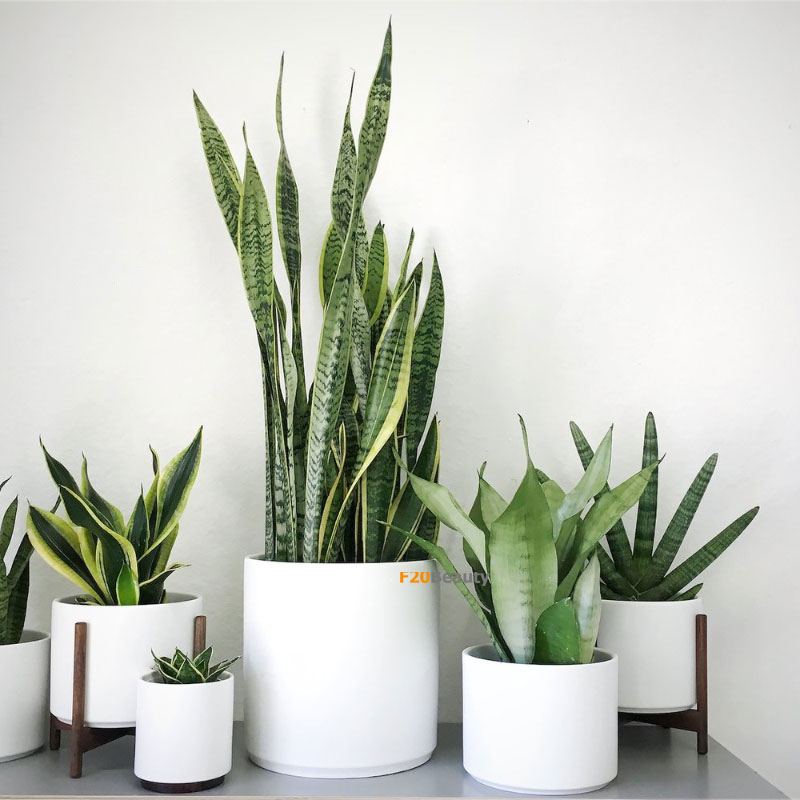 Cây Lưỡi Hổ ý nghĩa trong phong thủy