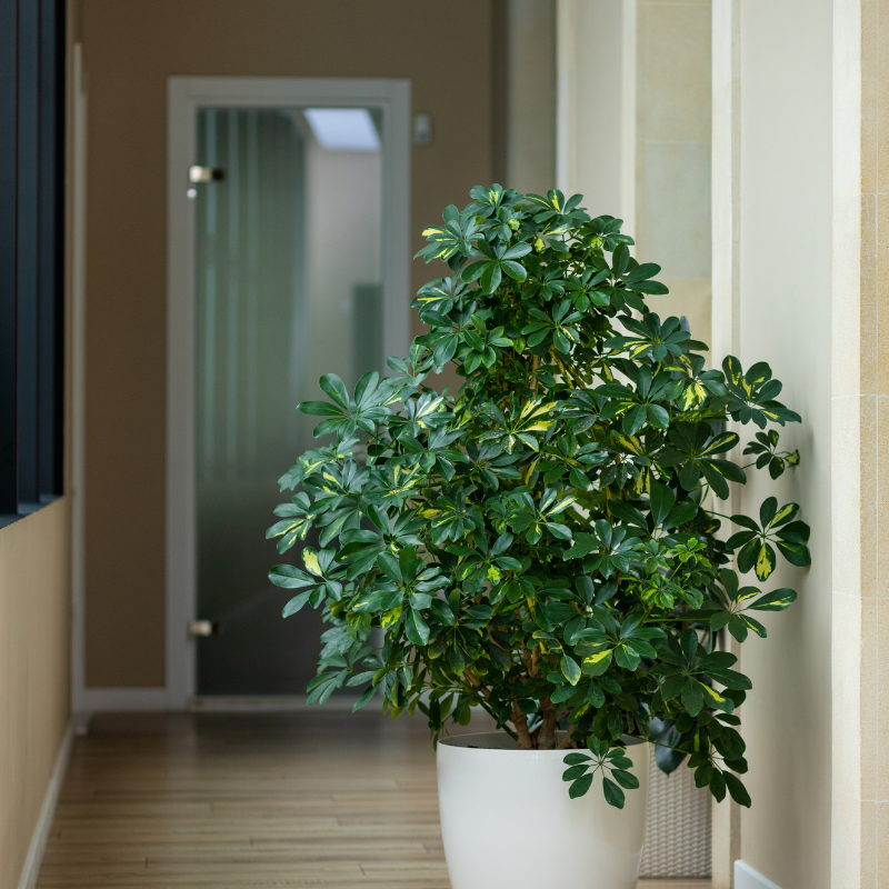 Cây ngũ gia bì mang lại sự thuận lợi