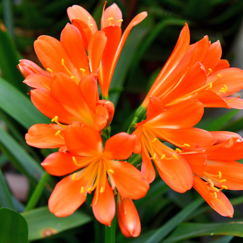 Lan tử quân là một loài mang vẻ đẹp sang trọng