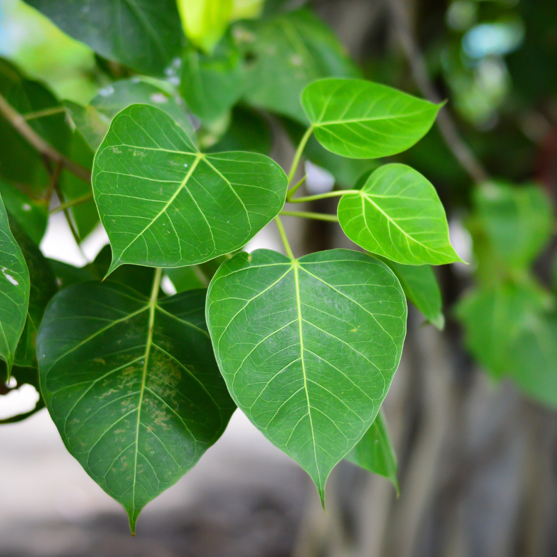 Cây kim ngân mang lại sự may mắn