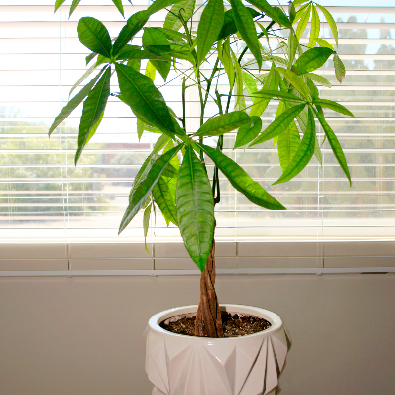 Cây kim ngân - loài thực vật bản địa của miền Bắc Việt Nam