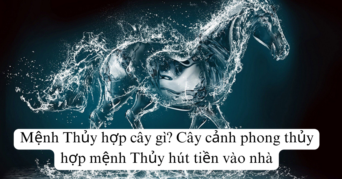 Mệnh Thủy hợp cây gì? Cây cảnh phong thủy hợp mệnh Thủy hút tiền vào nhà