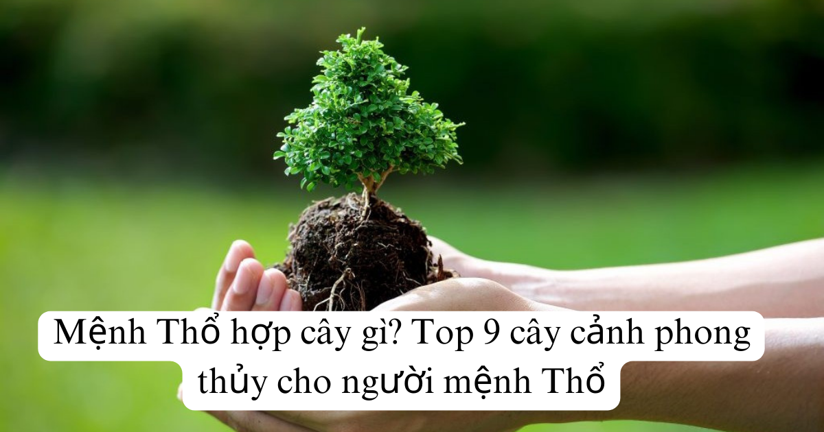 Mệnh Thổ hợp cây gì? Top 9 cây cảnh phong thủy cho người mệnh Thổ