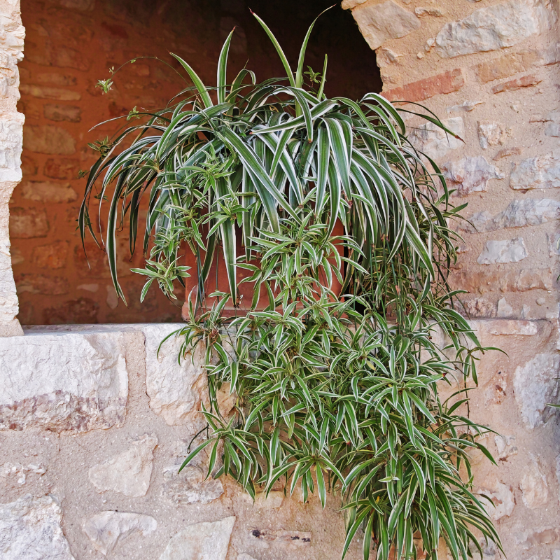 Cây Dây Nhện - Có nhiều lá