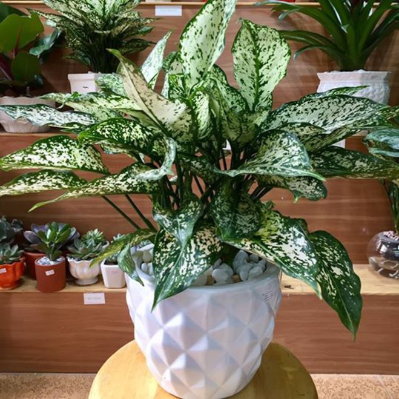 Cây Ngọc Ngân - Mang lại may mắn, năng lượng tích cực