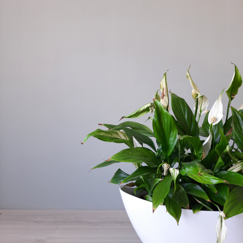 Cây Lan Ý còn có tên gọi khác là cây Bạch Môn