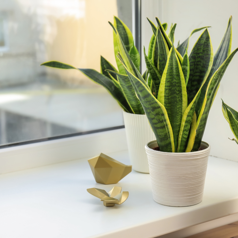 Cây lưỡi hổ vàng - Xua tan điềm xui, tà khí