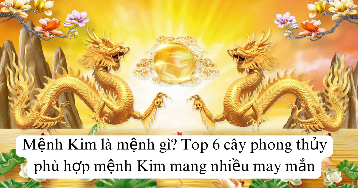 Mệnh Kim là mệnh gì? Top 6 cây phong thủy phù hợp mệnh Kim mang nhiều may mắn