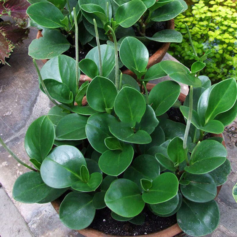 Cây Trường Sinh - Luôn tươi tốt và sống mãi mãi