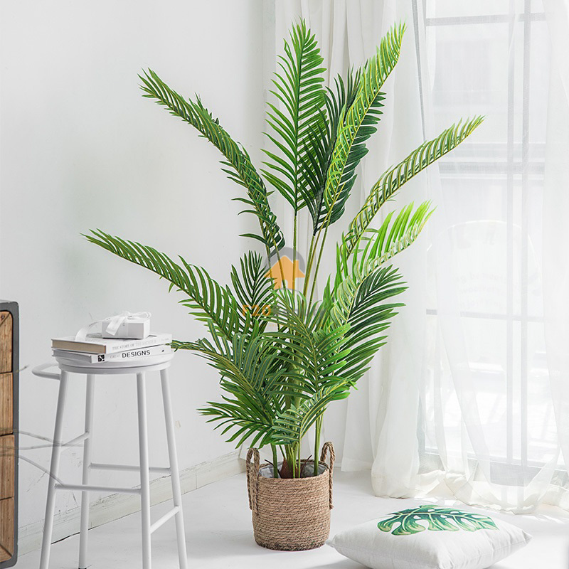 Cây Cau Tiểu Trâm - Kiên cường và dễ thích nghi