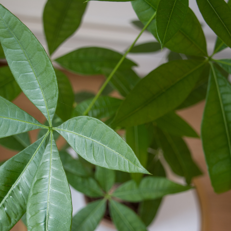 Cây Ngọc Ngân được - Thu hút năng lượng tích cực