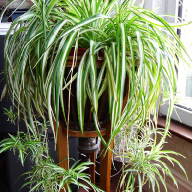 Cây Dây Nhện - Lá nhỏ