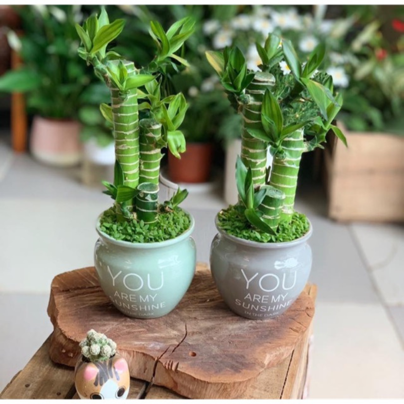 Cây Trúc Nhật Vàng - Giúp thu hút vận may