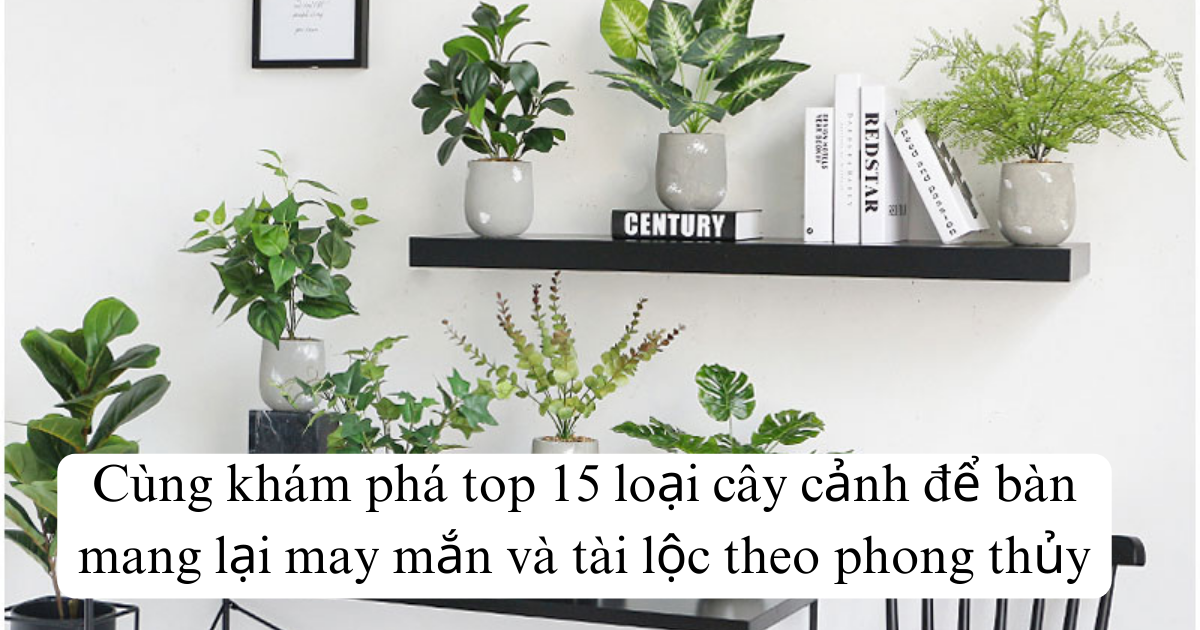 Top 15 loại cây cảnh để bàn mang lại may mắn và tài lộc theo phong thủy