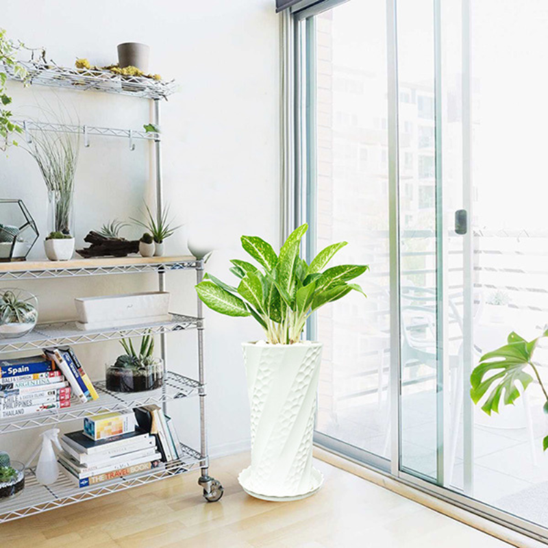 Cây Huy Hoàng - Bền bỉ quanh năm