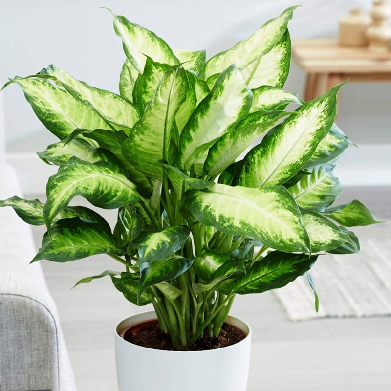 Cây Ngân Hậu - Giúp thu hút nhiều may mắn