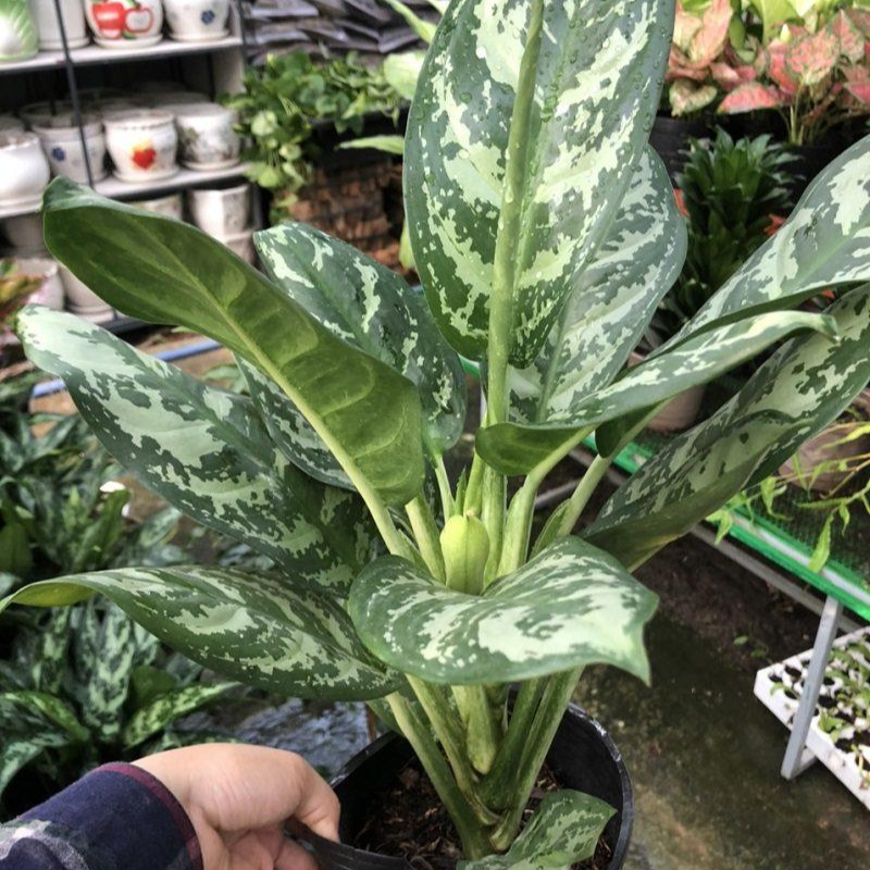 Vạn Niên Thanh - Cây thu hút tài lộc cho gia chủ