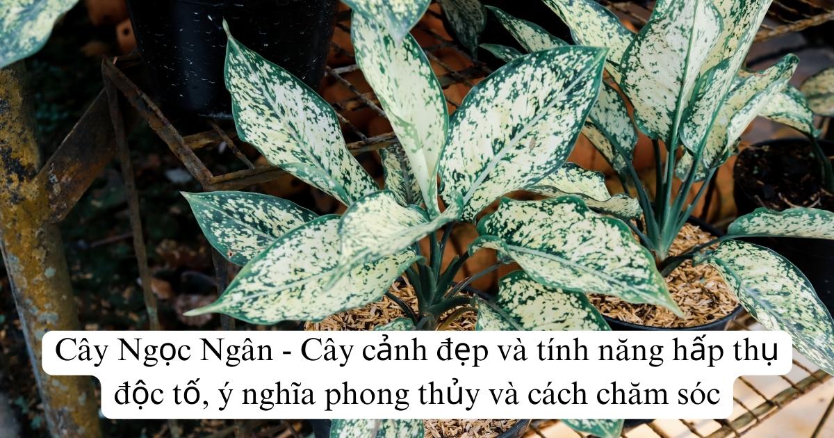 Cây Ngọc Ngân - Hình ảnh, Ý Nghĩa Phong Thủy và Cách Chăm Sóc