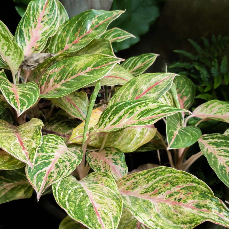 Cây ngọc ngân phù hợp trang trí cho ngôi nhà của bạn