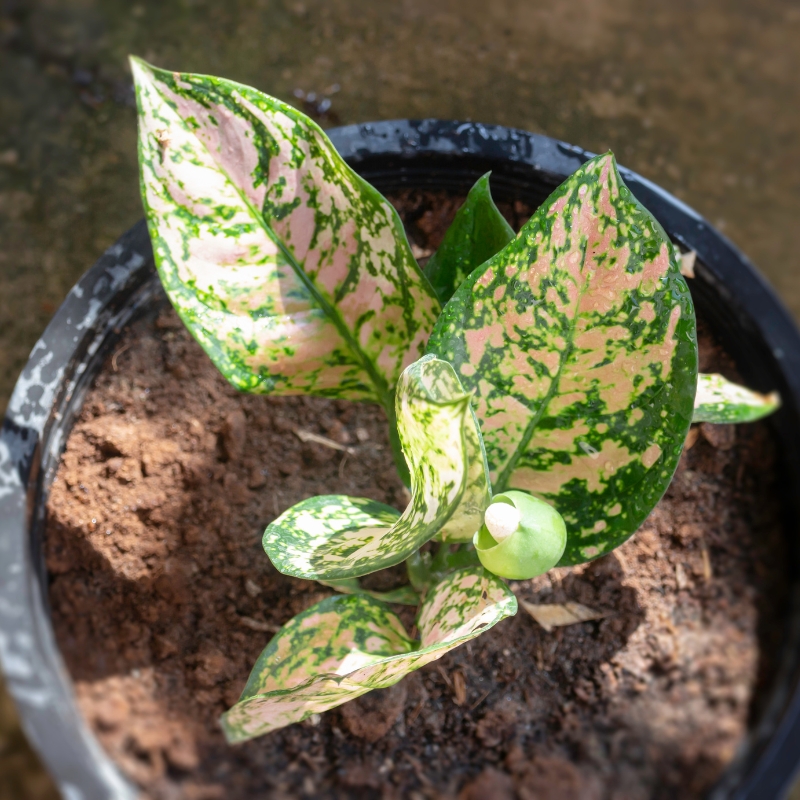 Chậu cây cảnh ngọc ngân