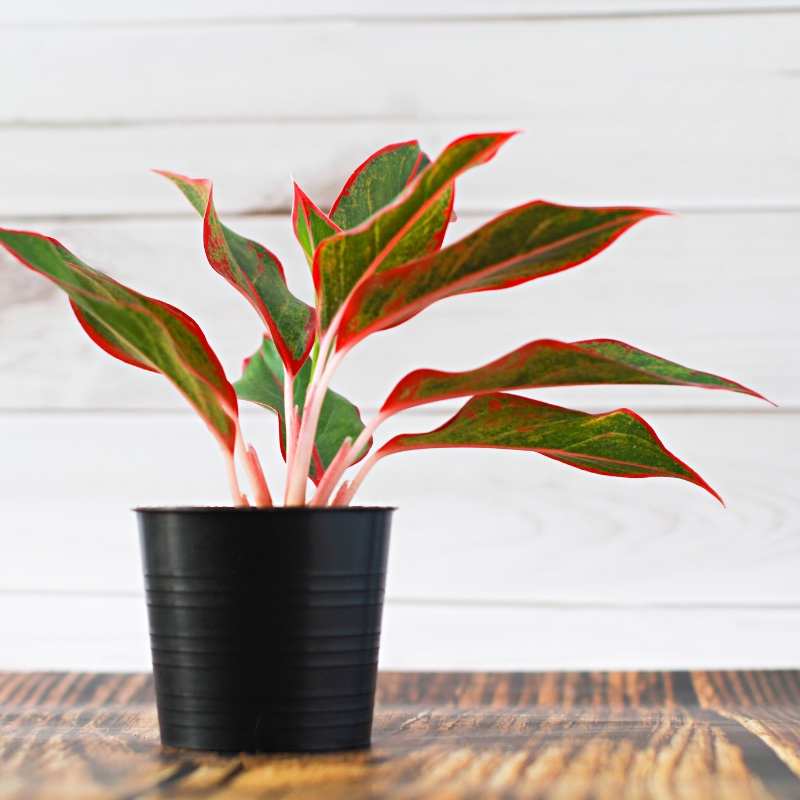 Cây ngọc ngân có nhiều ý nghĩa phong thủy