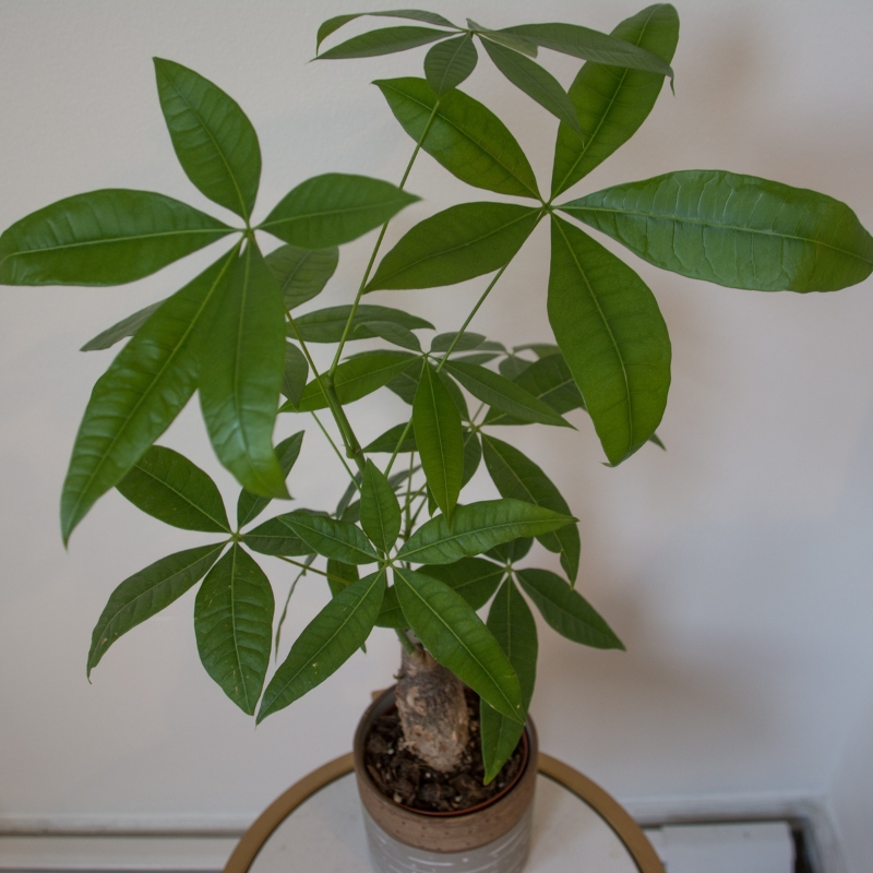 Cây kim ngân có nhiều ý nghĩa phong thủy