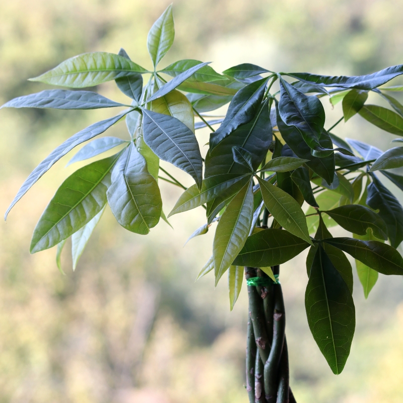 Cây kim ngân mang vẻ đẹp xanh tươi cho không gian sống