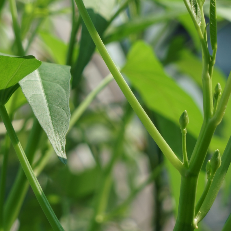 Cây kim ngân được mọi người yêu thích