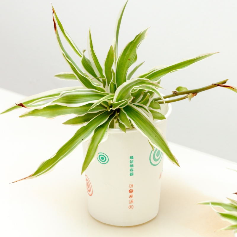 Cây lan chi là loài cây xinh đẹp và độc đáo